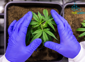 Día Mundial de la Marihuana: Del estigma a la evidencia científica