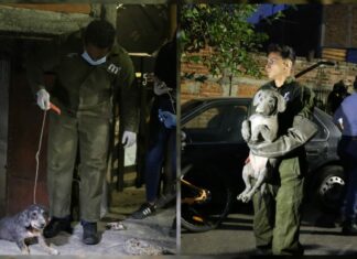 FGE rescata 32 ejemplares caninos víctimas de maltrato animal en la colonia Guadalupe