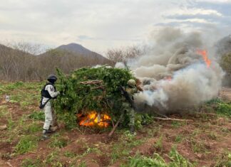 Michoacán: Guardia Nacional y Ejército Mexicano localizaron más de 28 mil plantas de marihuana.