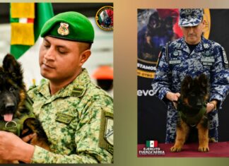 Llega perrito de Turquía que en honor a Proteo, la SEDENA pide ayuda para elegir nombre