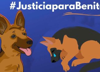 Justicia para Benito o Scooby: Detenido agresor que lanzó a perro en aceite hirviendo en Tecámac