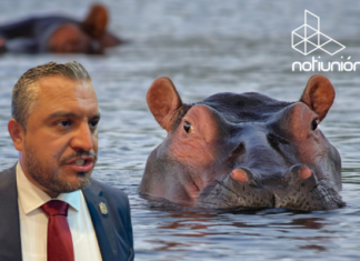 Hipopótamos de Pablo Escobar no llegarán al Zoo de Morelia, director desmiente rumores