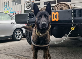 Adiós a un héroe: ‘Mushu’, el valiente canino de los Bomberos de Uruapan, pierde la vida por envenenamiento