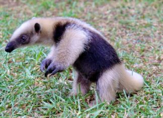 ZooMorelia y Profepa rescatan y trasladan a oso hormiguero a santuario especializado en SLP