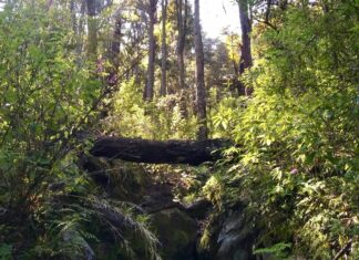 Gobierno de Bedolla ha incrementado 28.7% las áreas de protección ambiental