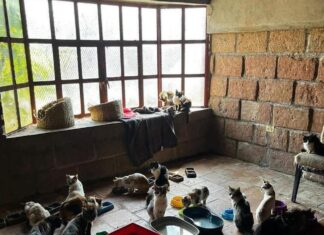 La Casa que Maulla solicita apoyo: Ayuda a alimentar a 425 gatitos y 33 perritos en Morelia.