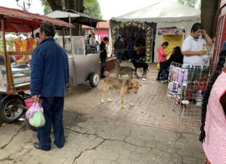 Festival de globos manchado de crueldad: Más de 20 perros envenenados en Paracho