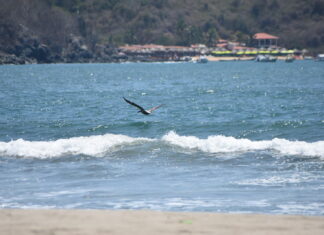 Palaperos te invitan a disfrutar de Playa Linda: un oasis solitario con tortugas marinas