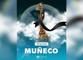 Zoológico de Morelia anuncia la muerte de Muñeco, su jirafa macho emblemática