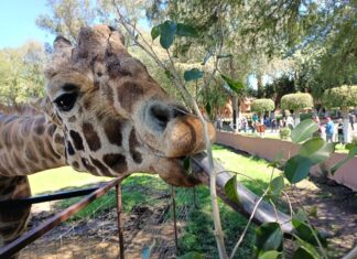 Prepara ZooMorelia homenaje a “Muñeco”