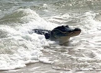 Alertan a turistas por la aparición de cocodrilos en las costas de Lázaro Cárdenas