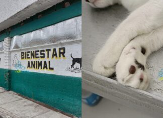 #Tarímbaro CECUBAN ofrece esterilización para tu mascota a un precio accesible