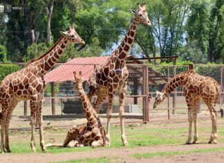 Muñeca, la nueva líder de la manada de jirafas del Zoológico de Morelia