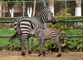Descubre las adorables crías de cebra en el Zoo de Morelia este verano