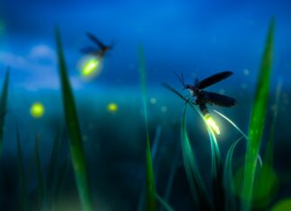 Enamórate de México y disfruta del festival de la Luciérnaga en Tlalpujahua