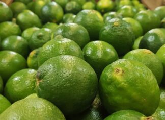 Limoneros en Michoacán Detienen sus Actividades Debido a Extorsiones