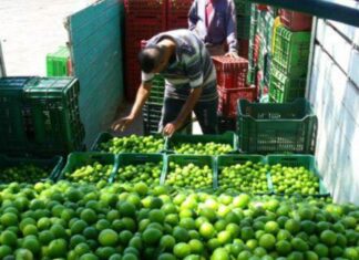 Ante las amenazas de grupos delictivos contra limoneros, esta mañana quemaron una camioneta de jornaleros