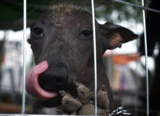 Descubre al Xoloitzcuintle en el Xolofest en Morelia