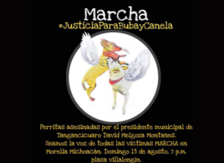 Justicia para Buba y Canela: Organizan marcha en Morelia tras el asesinato de perritas en Tangancícuaro