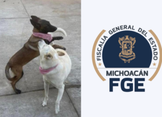 FGE investiga muerte de dos caninos en caso que involucra presuntamente al edil de Tangancícuaro