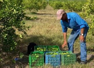 Alerta de Crisis del Limón en México: se Espera Impacto en Precios de Alimentos