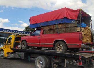 Detiene FGE a presunto responsable de tala clandestina en Morelia