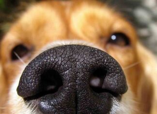 Marcas de croquetas en precio accesible, recomendadas para tu perrito