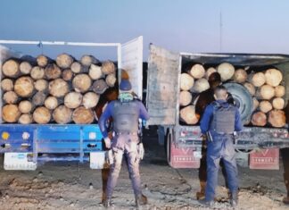 Asegura SSP más de 85 rollos de madera, en Uruapan y Pátzcuaro