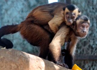 Zoo de Morelia cumple 53 años de contribuir a la preservación de especies