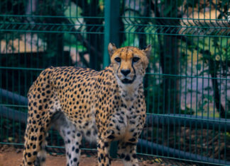 Pasa un puente de septiembre divertido en el Zoológico de Morelia