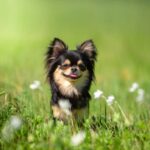 perritos-ternura-estudio.jpg