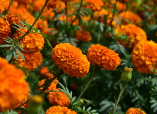 Familia Alvarado León, productores de flor de cempasúchil en El Colegio, Tarímbaro