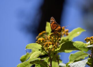 Santuarios de la Mariposa Monarca Listos para Recibir a Medio Millón de Visitantes