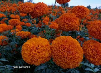 La Flor de cempasúchil, una tradición este Día de Muertos
