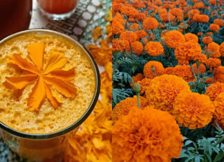 ¿Ya probaste el pulque de Cempasúchil?