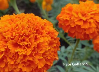 Más Allá de la Tradición: Los Beneficios Medicinales y Culinarios del Cempasúchil