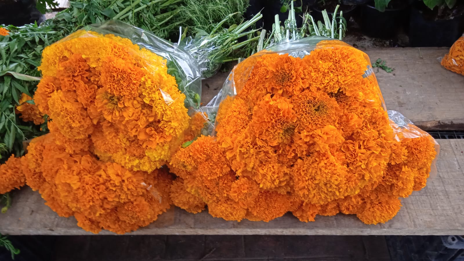 WhatsApp Image 2023-10-26 at 1.17.48 PM