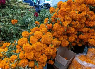 Desde $20 pesos los ramos de flores de Día de Muertos en el Mercado de San Juan