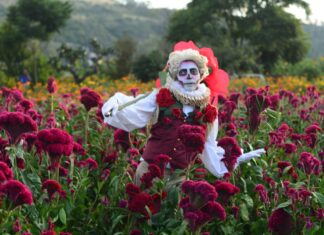 Con éxito se realizó la Fiesta de la Flor de Cempasúchil en Tarímbaro