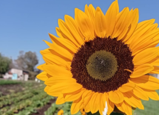 Productores del Colegio en Tarímbaro rematan girasoles recién cortados y frescos