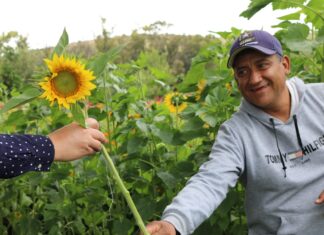 Productores de Tarímbaro rematan docena de girasoles a 70 pesitos
