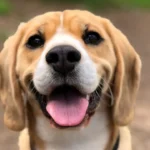 perros-mascota.webp