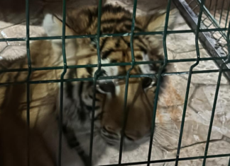 Tres felinos en cautiverio fueron rescatados en un cateo en Michoacán