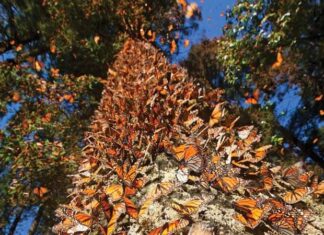 Michoacán abre sus puertas a las mariposas monarca