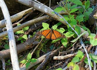 Ven y visita la mariposa monarca en Senguio