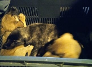 Lomitos de cruzas mixtas buscan un hogar en Morelia