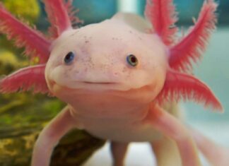 UNAM lanza campaña para adoptar un axolote