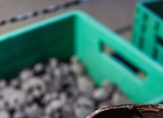 Escápate del frío y lánzate a liberar tortugas en El Habillal de LC