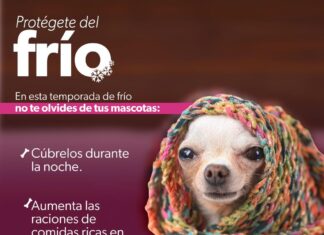 Recomendaciones para proteger a tus mascotas del frío
