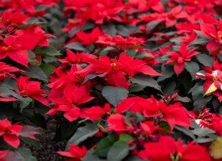Zitácuaro pinta de Navidad cada rincón de México con la flor de Nochebuena